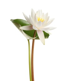 Photo of Beautiful blooming lotus flower with green leaf isolated on white