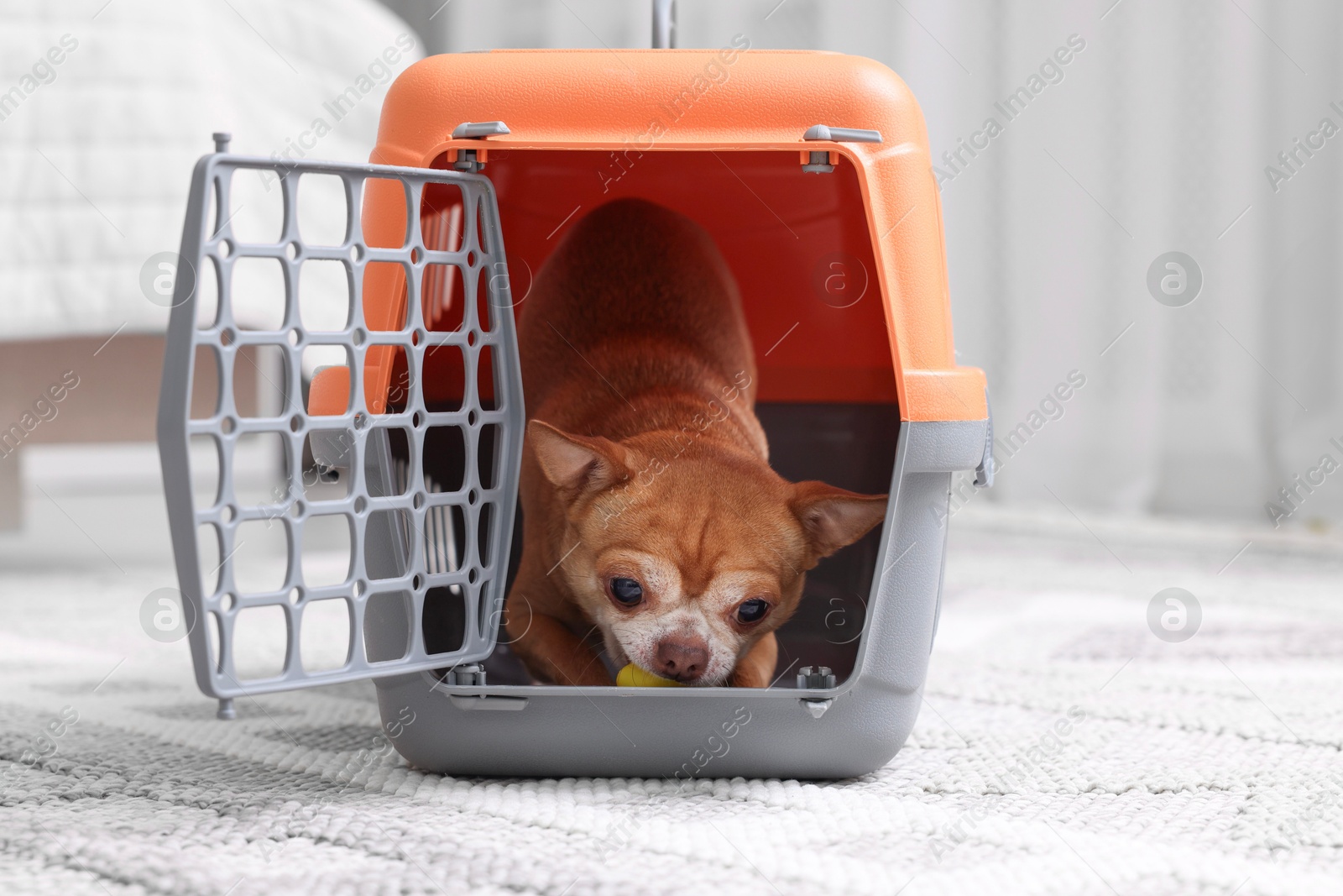 Adorable dog in pet carrier on floor indoors Photo of Adorable dog in pet carrier on floor indoors