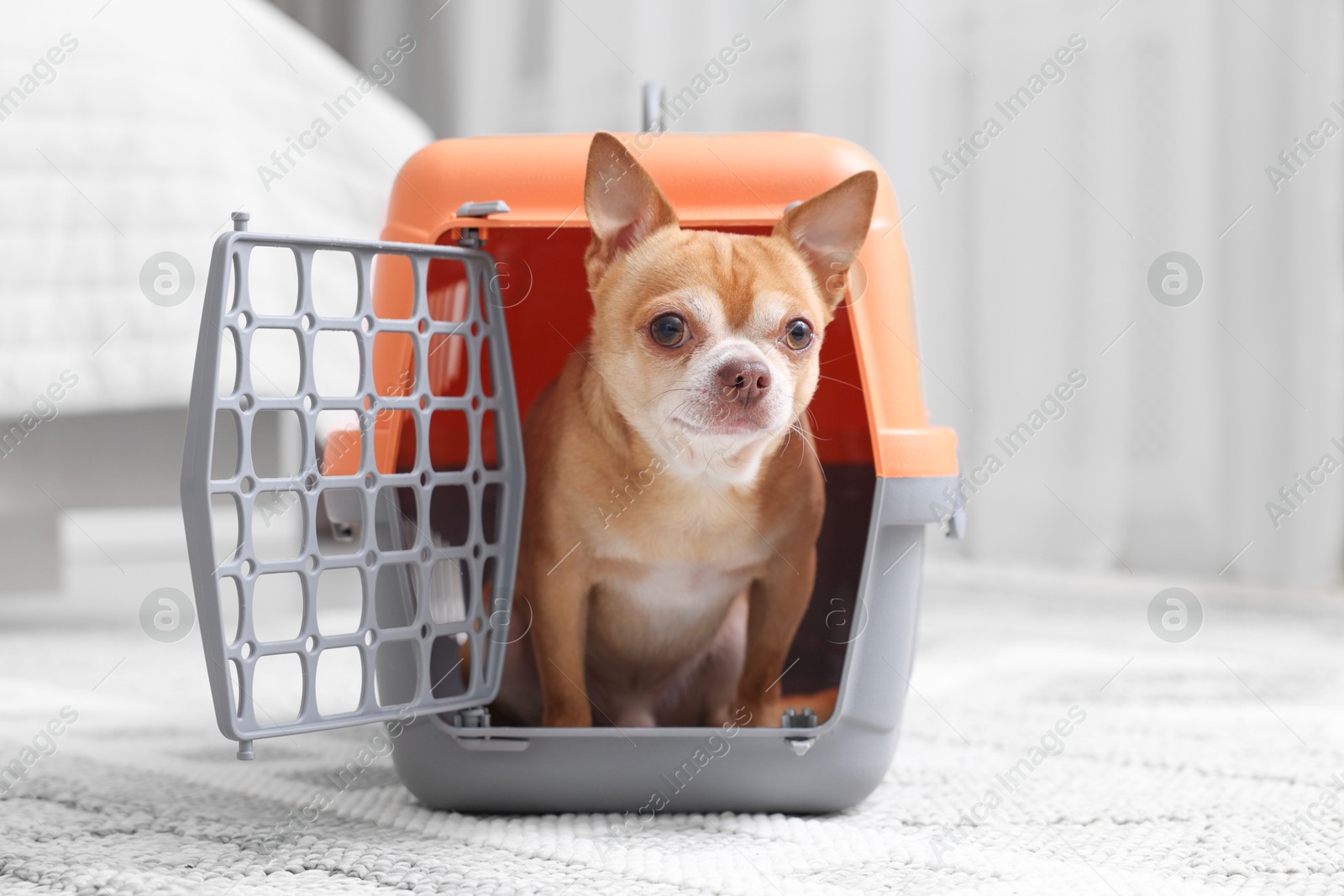 Photo of Adorable dog in pet carrier on floor indoors