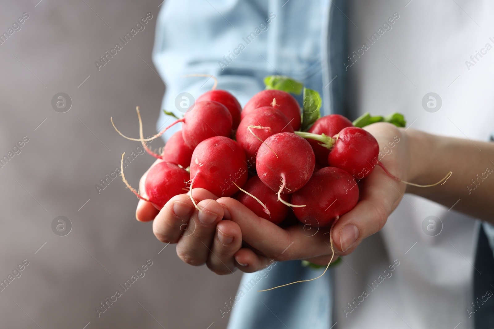 Woman with pile of fresh radishes on blurred grey background, closeup. Space for text Photo of Woman with pile of fresh radishes on blurred grey background, closeup. Space for text