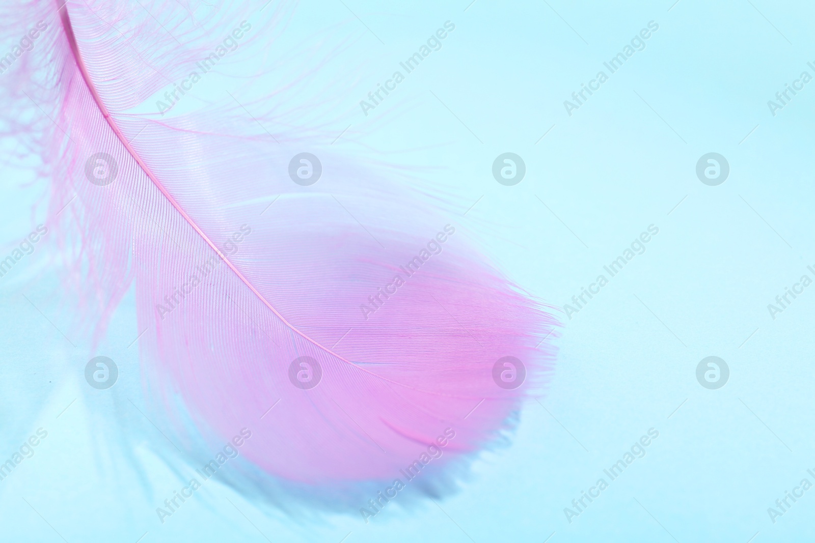 Photo of Fluffy pink feather on light blue background, closeup. Space for text