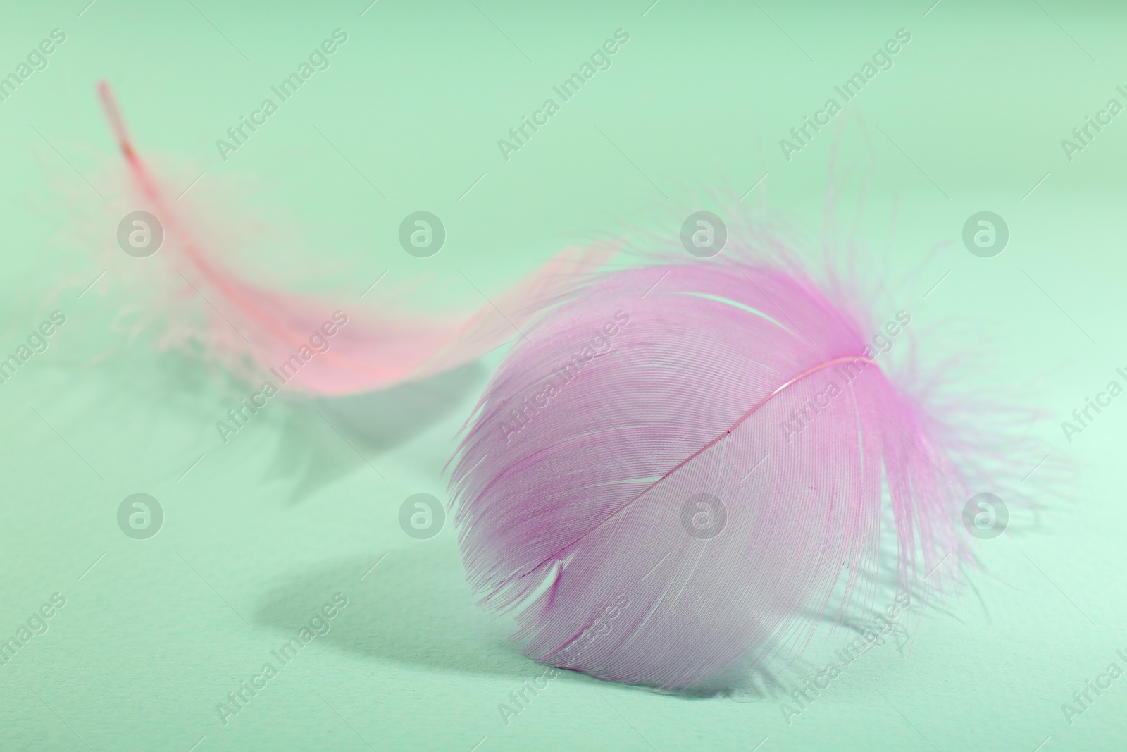 Photo of Fluffy pink feathers on light turquoise background, closeup