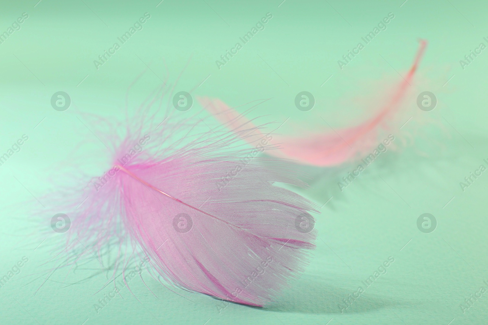 Photo of Fluffy pink feathers on light turquoise background, closeup