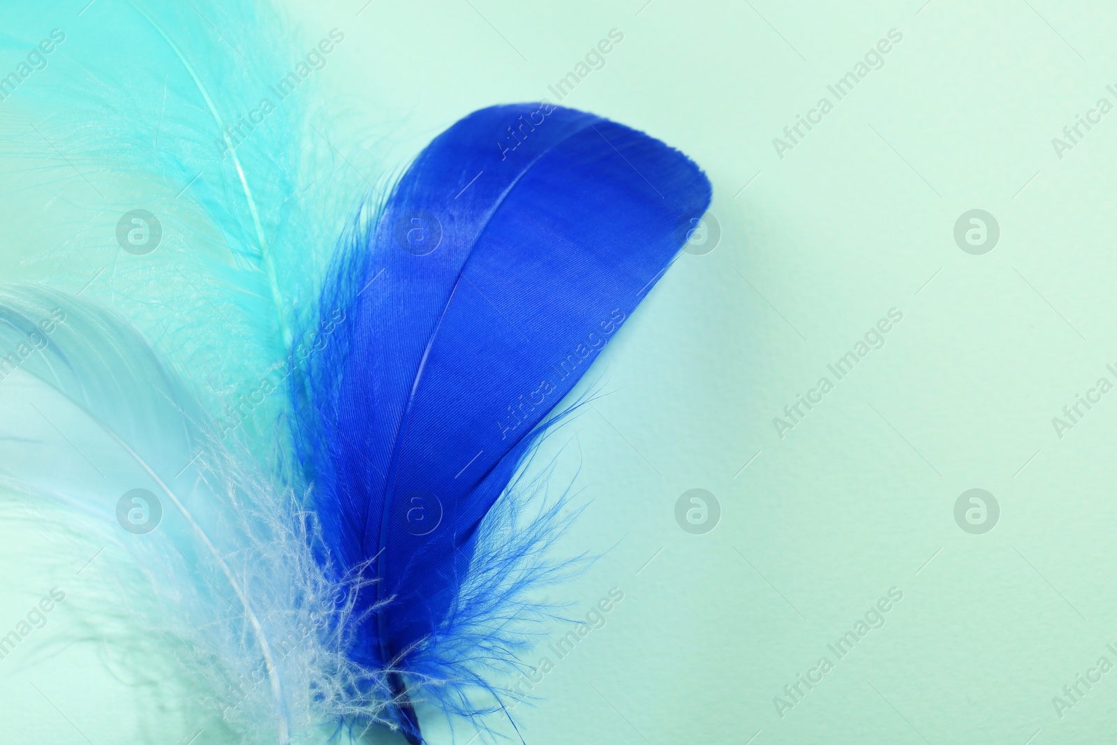 Photo of Beautiful fluffy feathers on light background, top view. Space for text