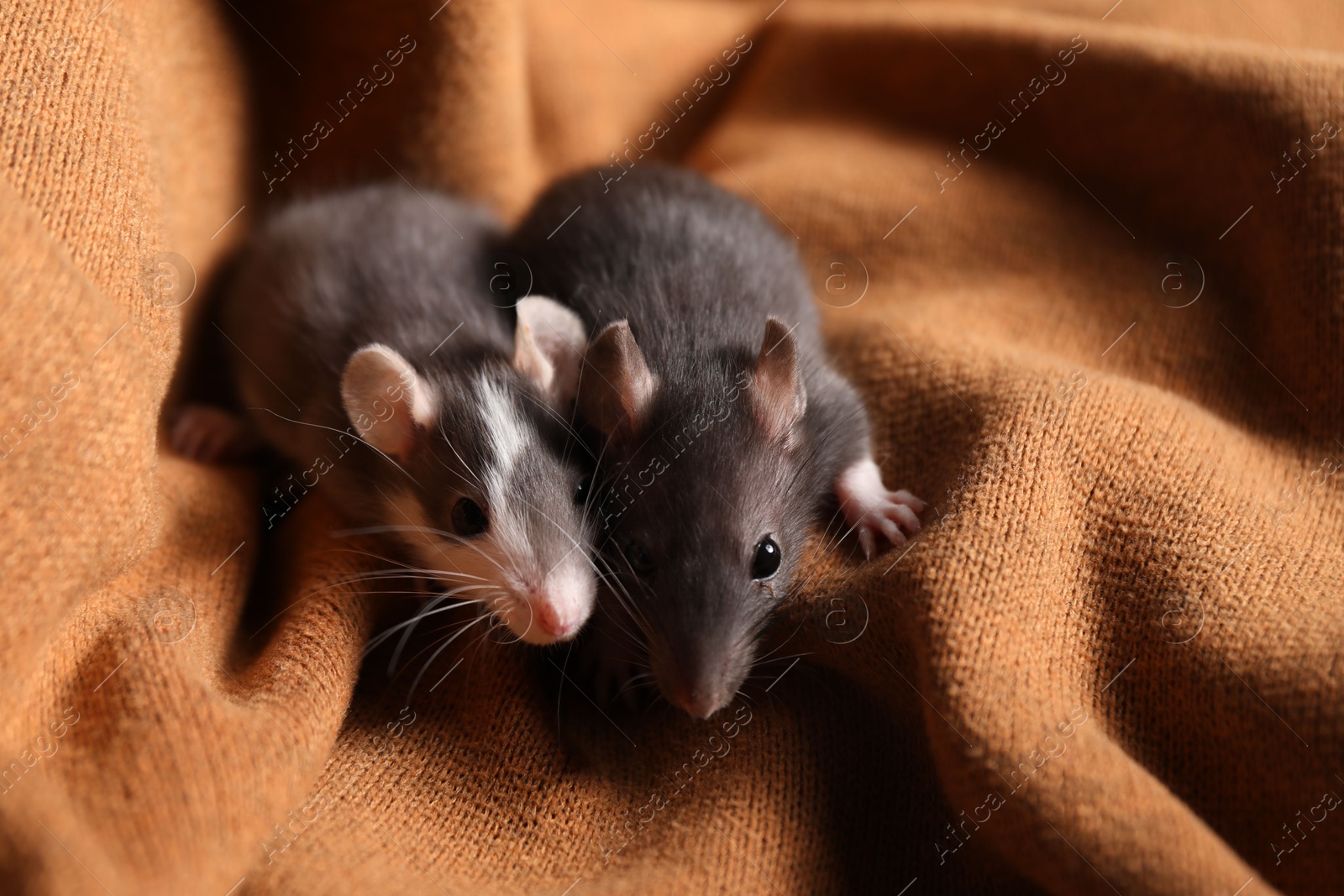 Photo of Adorable little rats on soft brown blanket