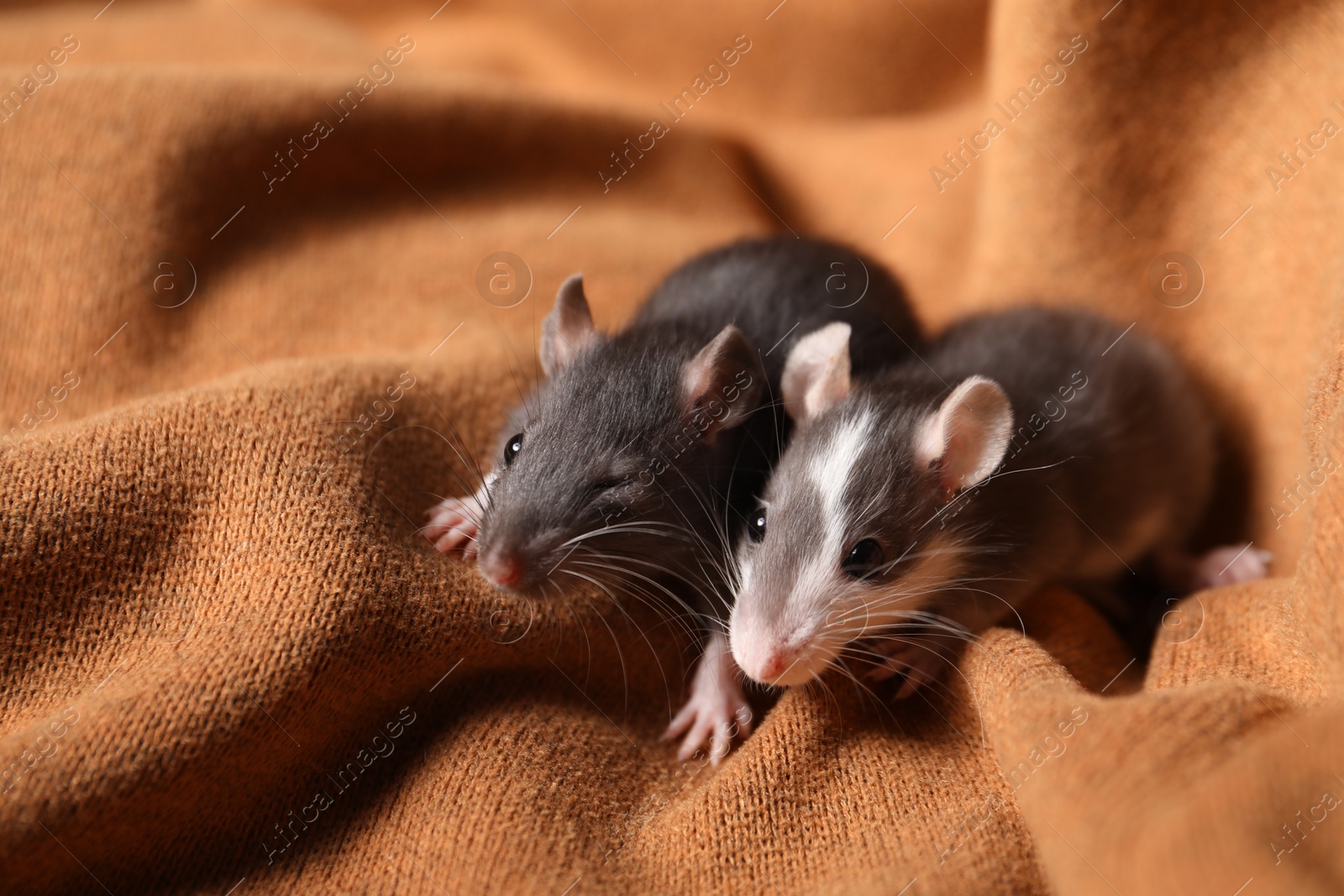 Photo of Adorable little rats on soft brown blanket