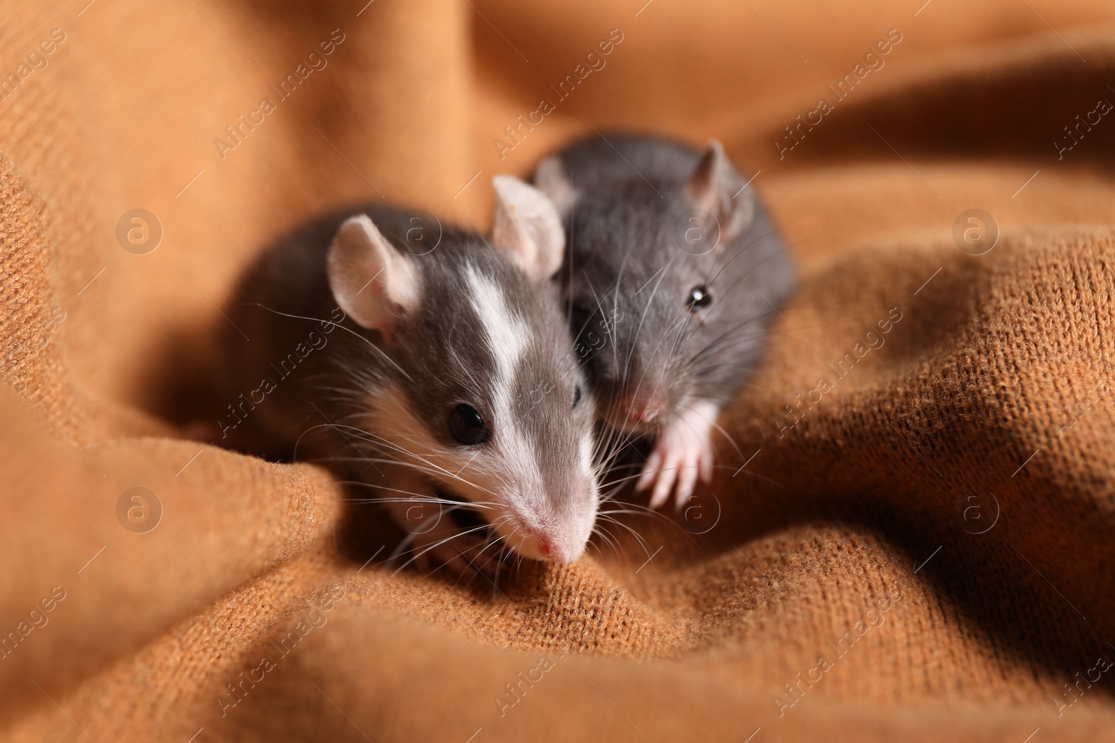 Photo of Adorable little rats on soft brown blanket