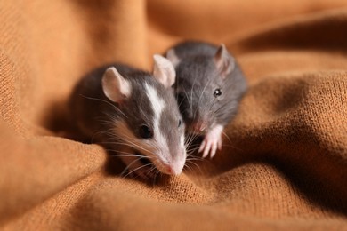 Adorable little rats on soft brown blanket