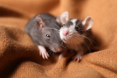 Photo of Adorable little rats on soft brown blanket