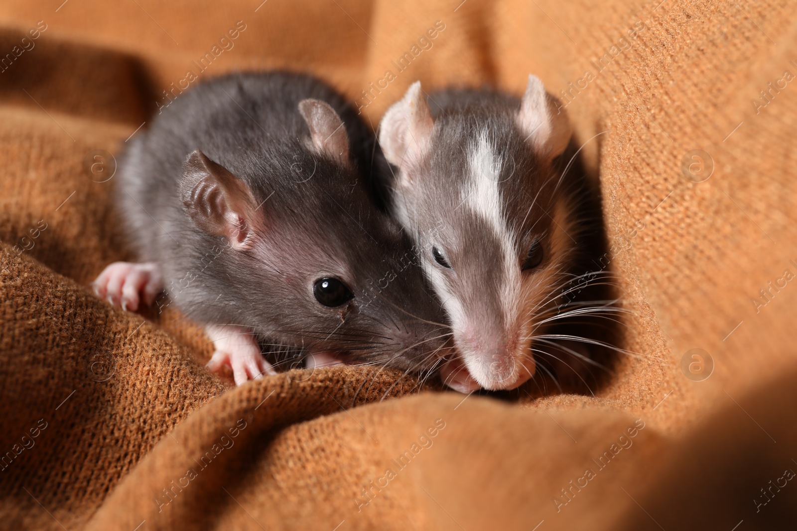 Photo of Adorable little rats on soft brown blanket