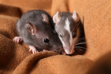 Adorable little rats on soft brown blanket