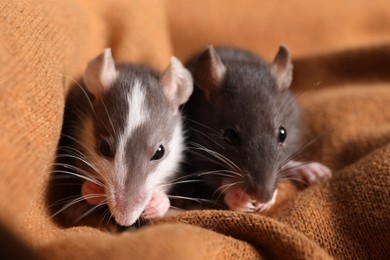 Adorable little rats on soft brown blanket