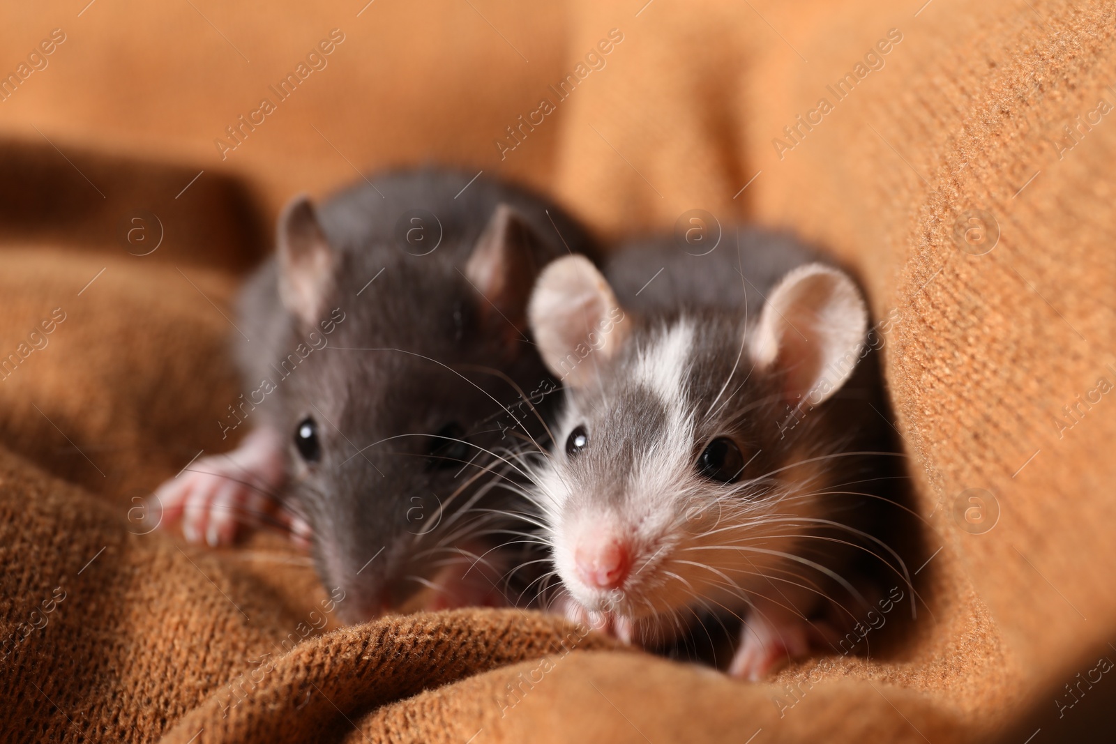 Photo of Adorable little rats on soft brown blanket