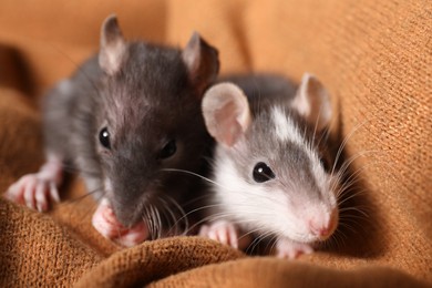 Photo of Adorable little rats on soft brown blanket, closeup