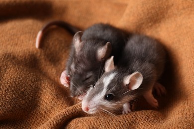 Photo of Adorable little rats on soft brown blanket