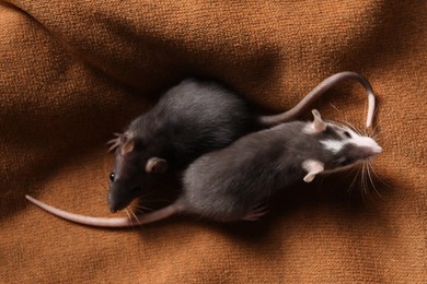 Adorable little rats on soft brown blanket, top view