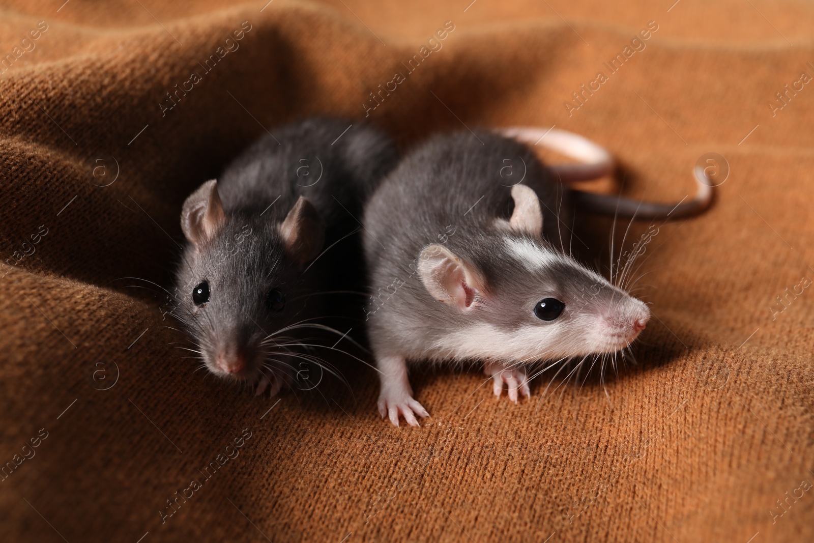 Photo of Adorable little rats on soft brown blanket