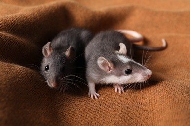 Adorable little rats on soft brown blanket