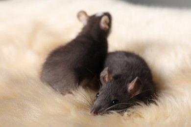 Photo of Two adorable little rats on faux fur, closeup