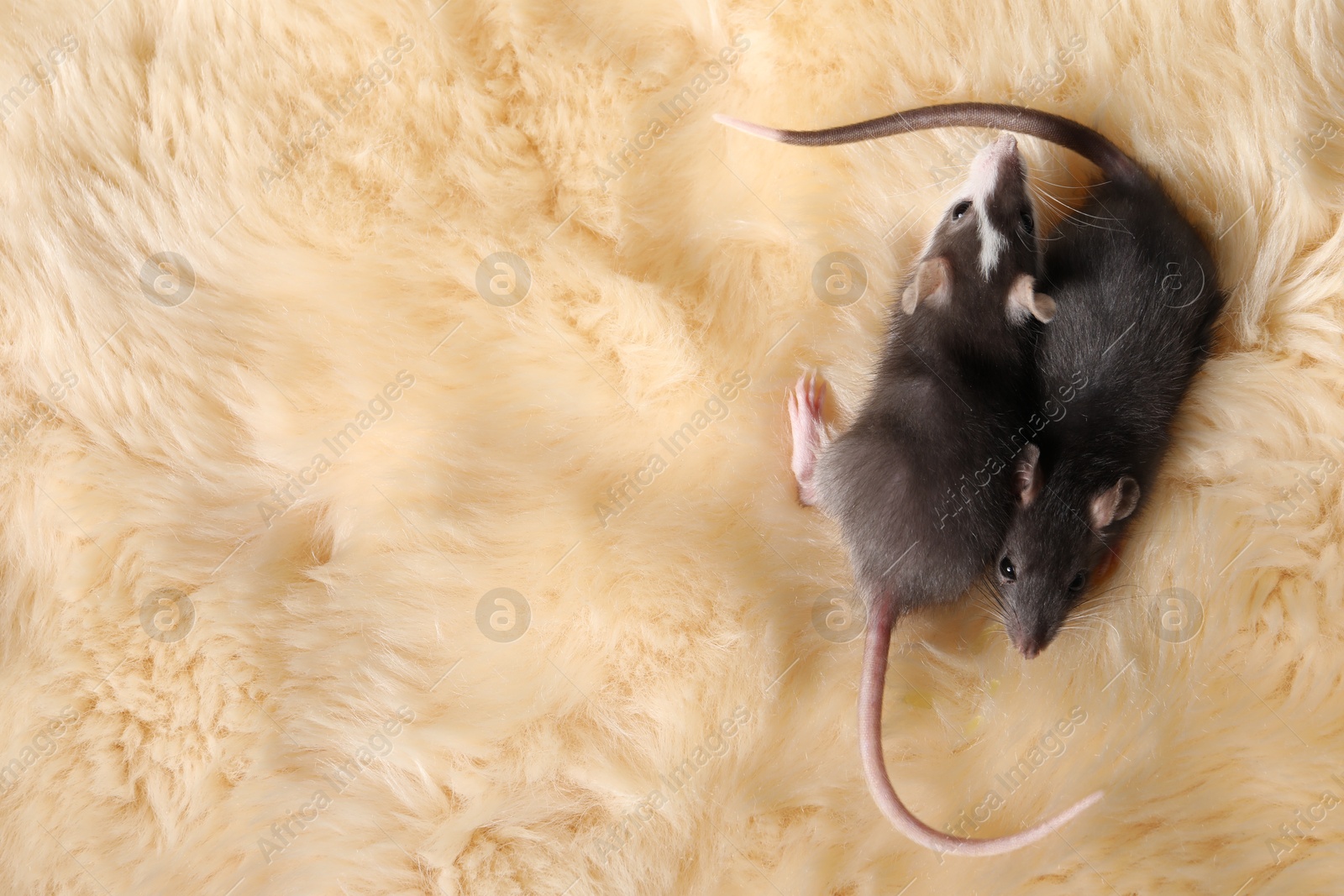 Photo of Adorable little rats on faux fur, top view. Space for text