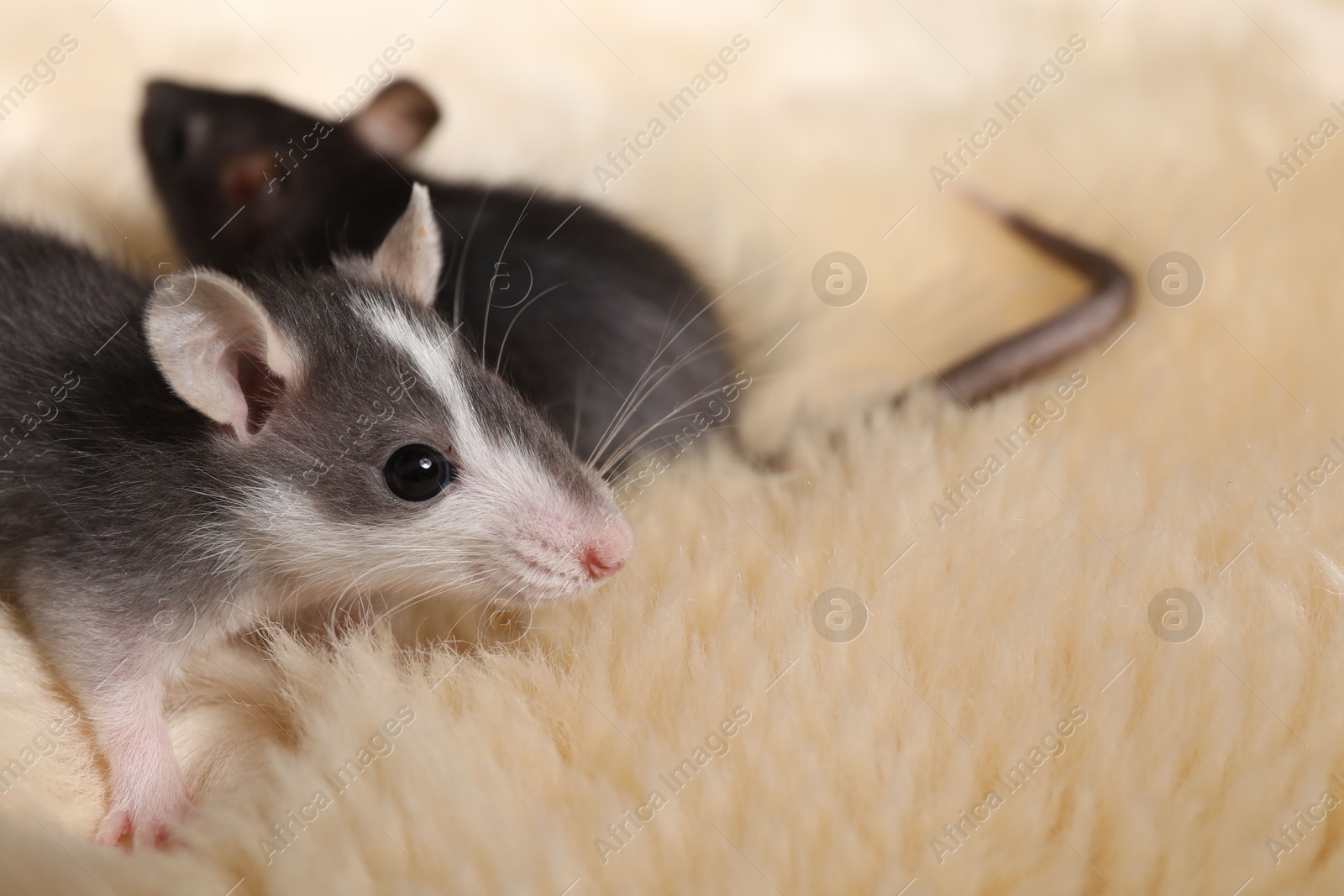 Photo of Adorable little rats on faux fur, closeup. Space for text