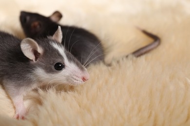 Photo of Adorable little rats on faux fur, closeup. Space for text