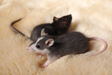 Two adorable little rats on faux fur