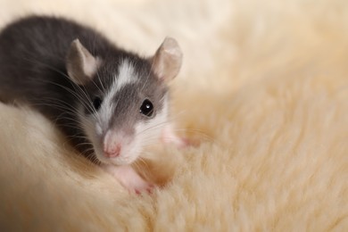 Photo of Adorable little rat on faux fur, closeup. Space for text