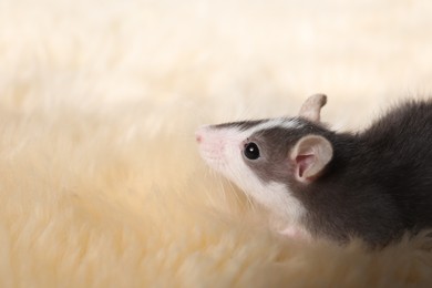 Photo of Adorable little rat on faux fur, closeup. Space for text