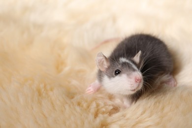 Photo of Adorable little rat on faux fur, closeup. Space for text