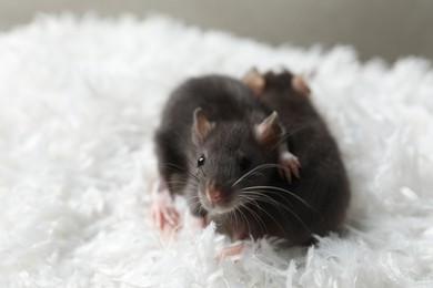 Photo of Adorable little rats on white feathers, closeup. Space for text