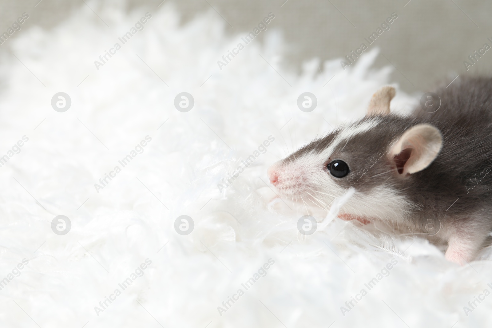 Photo of Adorable little rat on white feathers, closeup. Space for text