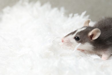 Photo of Adorable little rat on white feathers, closeup. Space for text