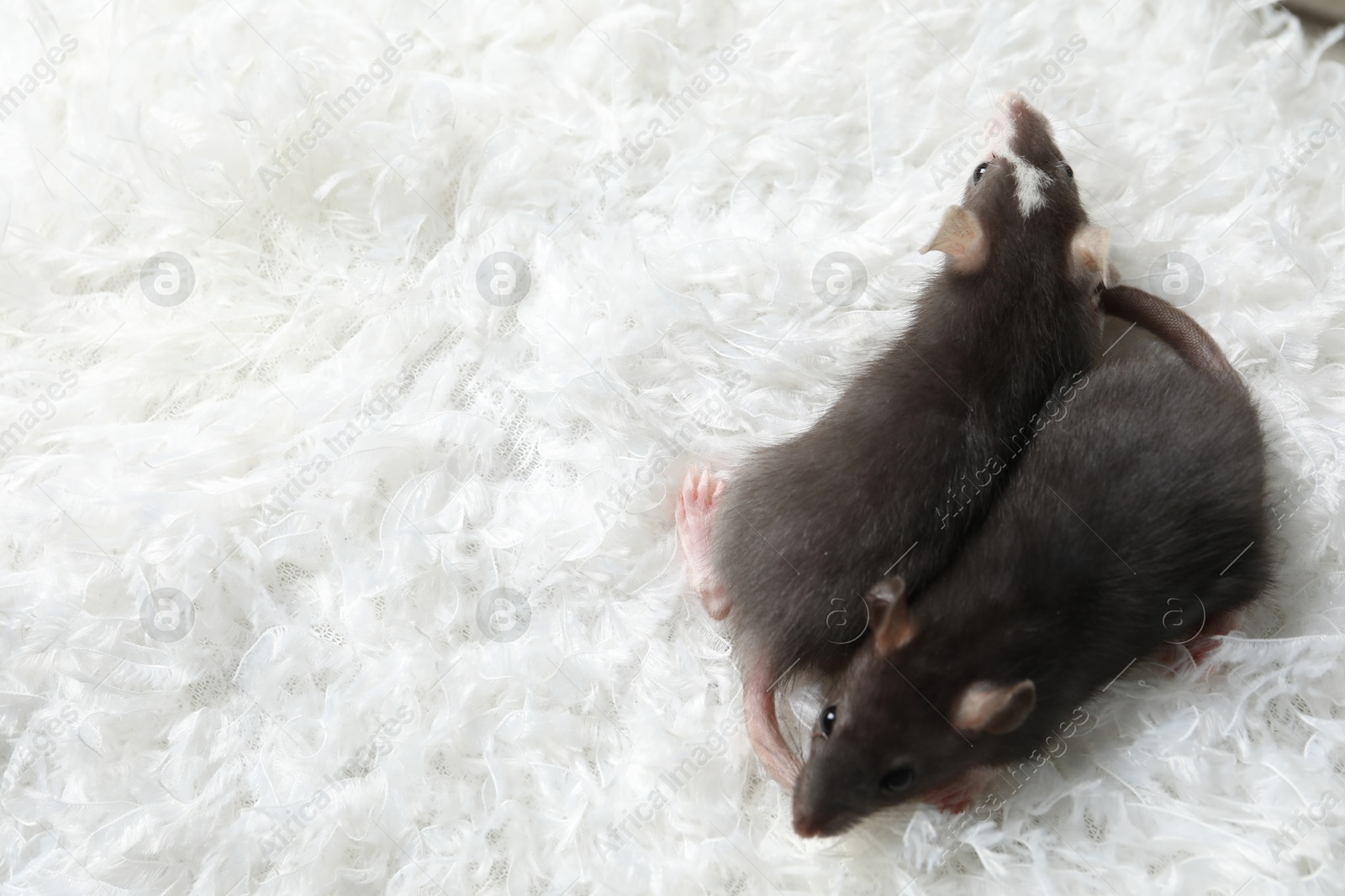 Photo of Adorable little rats on white feathers, top view. Space for text