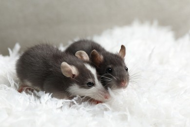 Photo of Adorable little rats on white feathers, space for text