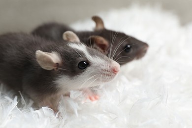 Photo of Adorable little rats on white feathers, closeup. Space for text