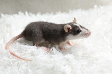 One adorable little rat on white feathers