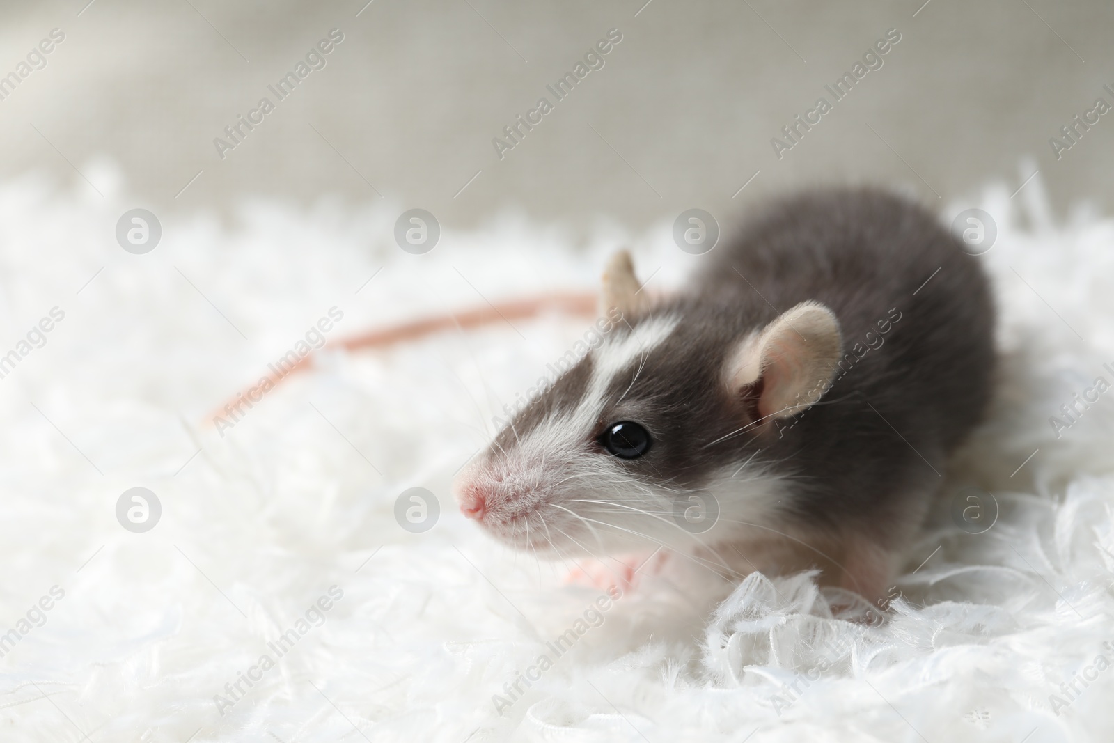 Photo of Adorable little rat on white feathers, closeup. Space for text