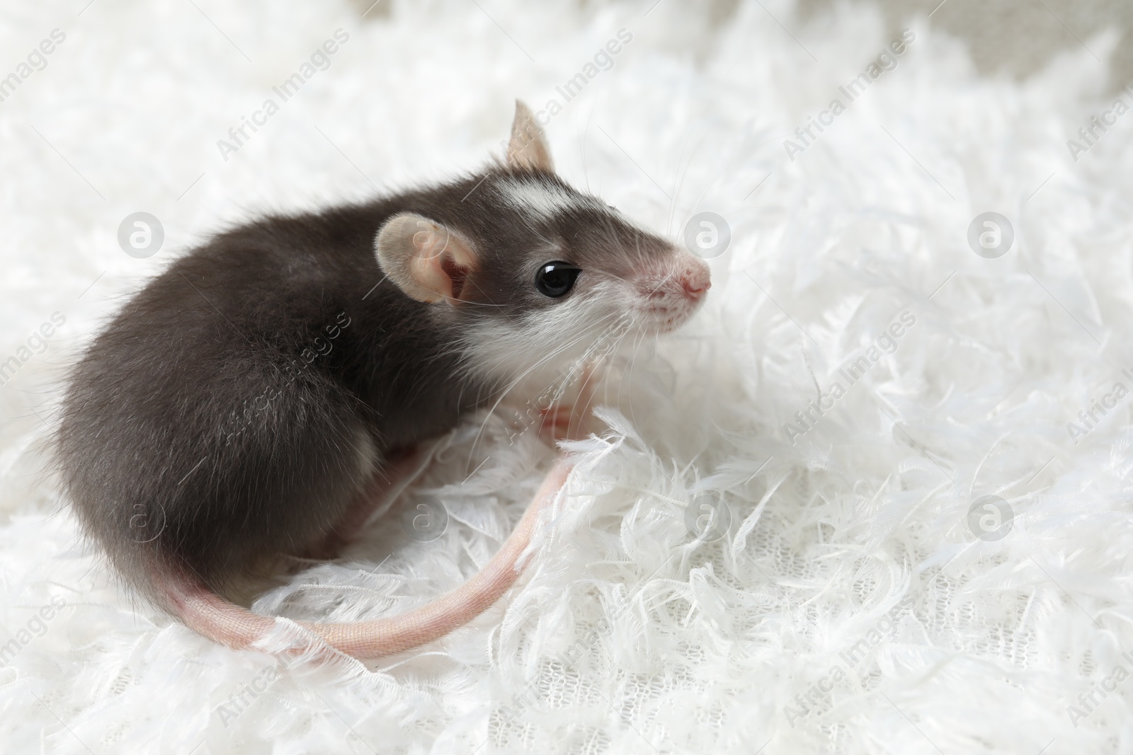 Photo of Adorable little rat on white feathers, space for text