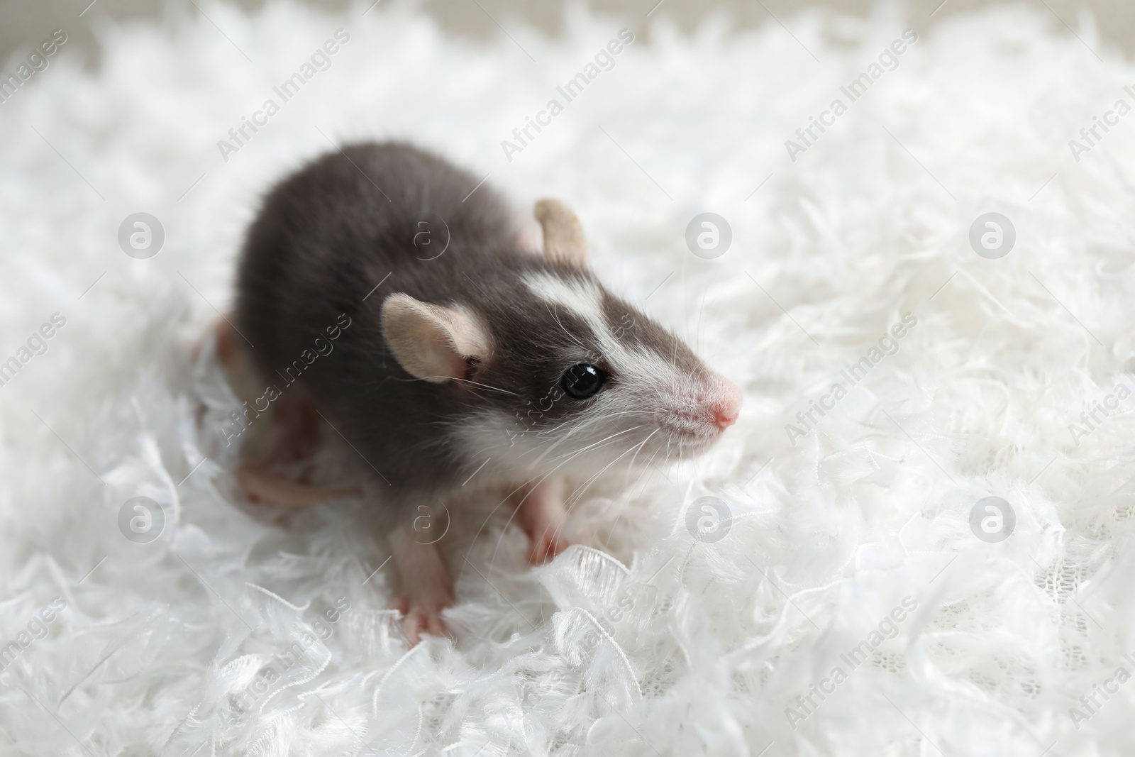 Photo of Adorable little rat on white feathers, closeup. Space for text