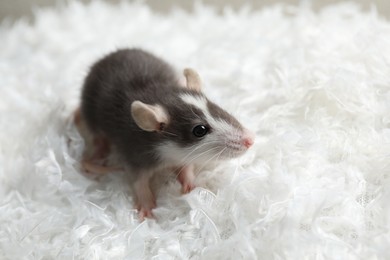 Photo of Adorable little rat on white feathers, closeup. Space for text