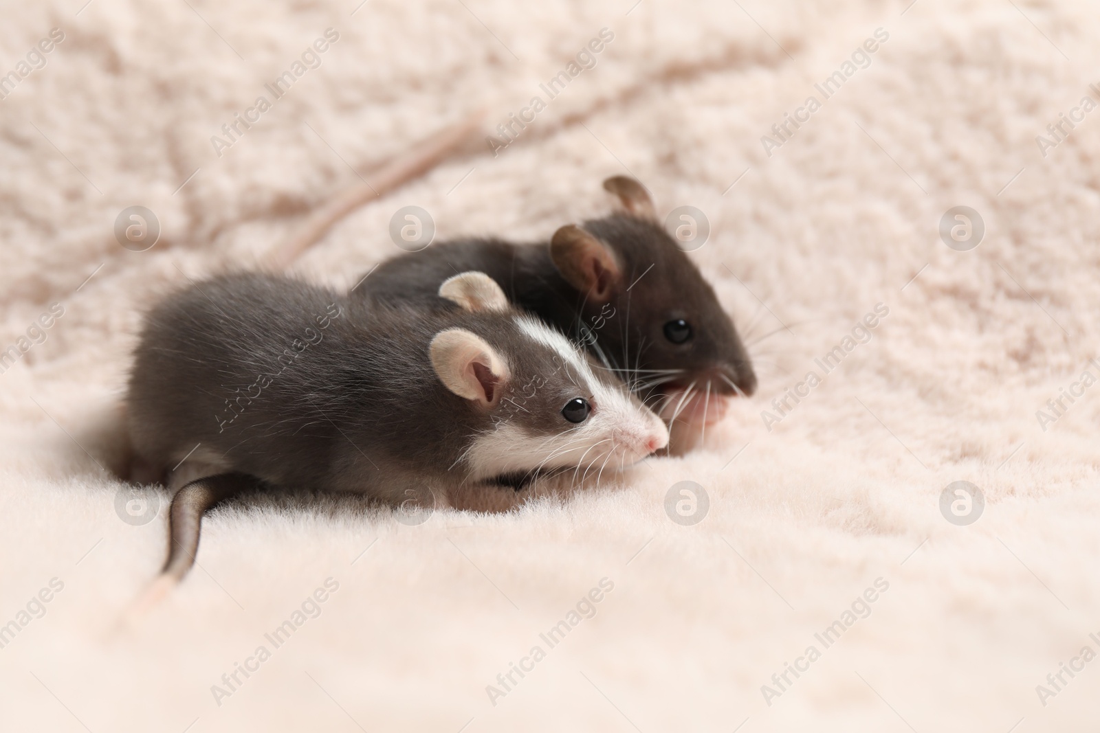 Photo of Adorable little rats on faux fur, space for text