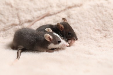 Photo of Adorable little rats on faux fur, space for text