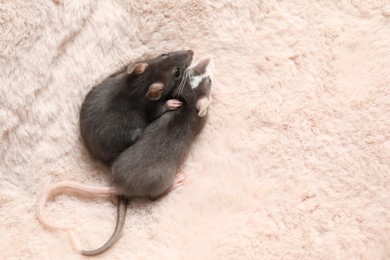 Photo of Adorable little rats on faux fur, top view. Space for text