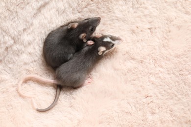 Photo of Adorable little rats on faux fur, top view. Space for text