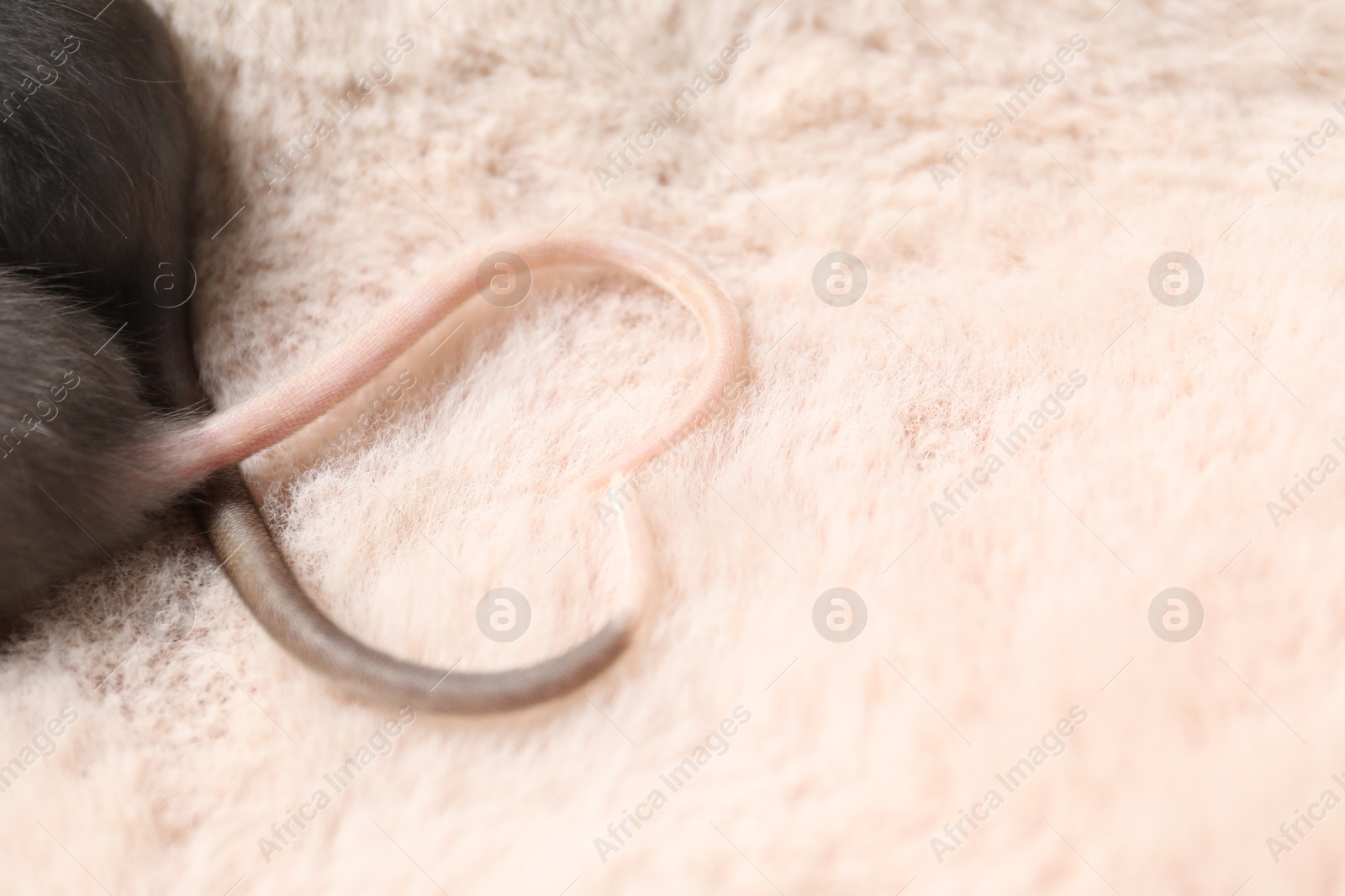 Photo of Adorable little rats on faux fur, closeup. Space for text