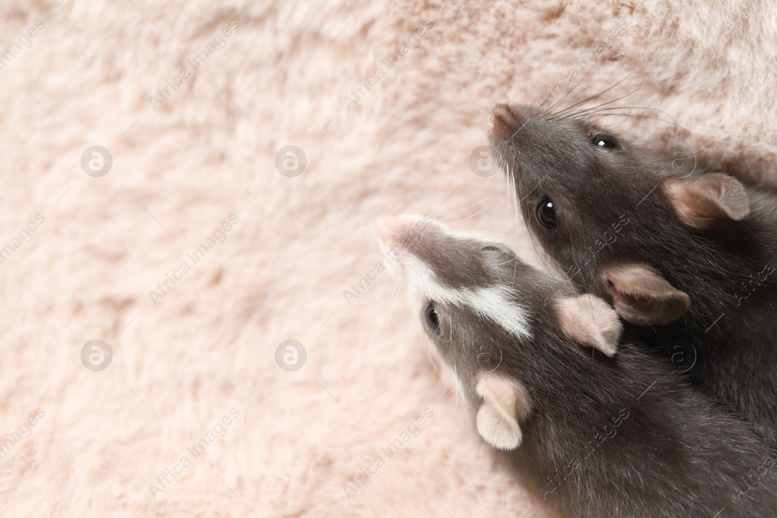 Photo of Adorable little rats on faux fur, top view. Space for text