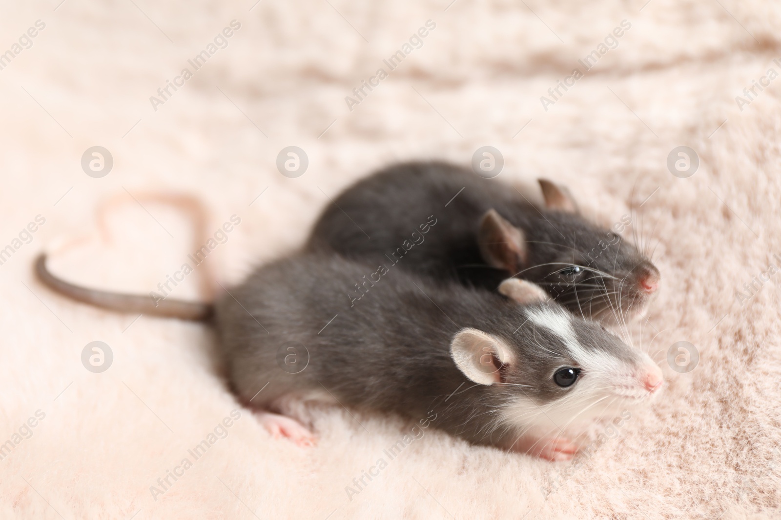 Photo of Adorable little rats on faux fur, closeup