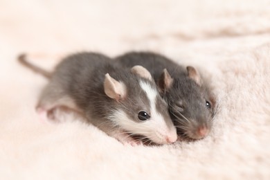 Photo of Adorable little rats on faux fur, closeup