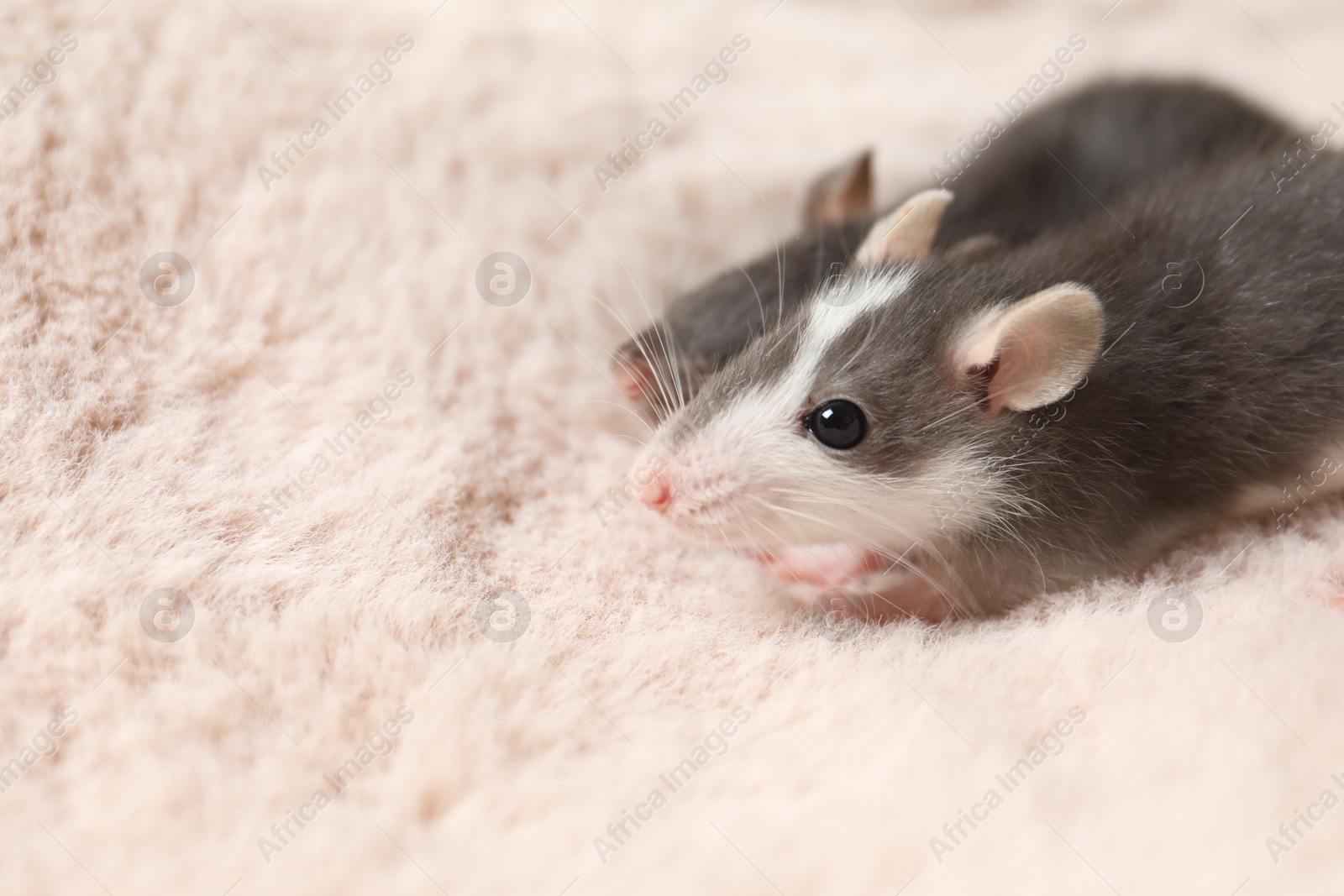 Photo of Adorable little rats on faux fur, closeup. Space for text